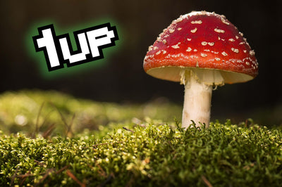 Super Mushrooms: 5 Ways Fungi Can Save the World