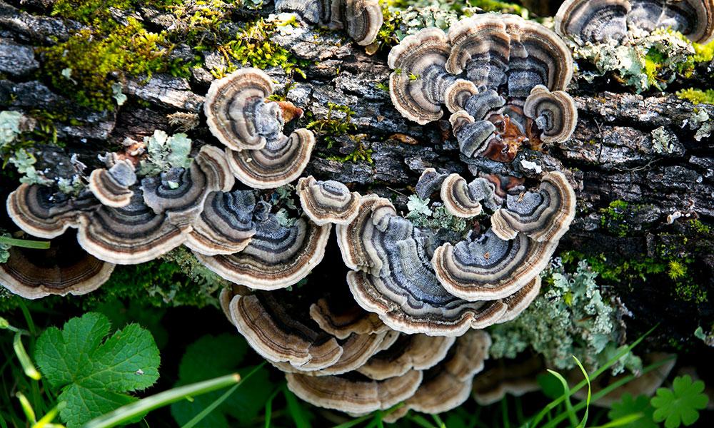 Functional Mushrooms, PSK, Beta-Glucans, and You