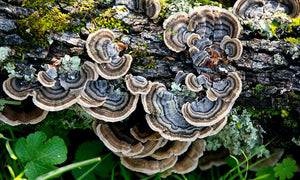 Functional Mushrooms, PSK, Beta-Glucans, and You